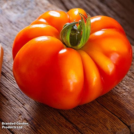 Tomato 'Marmande' (Determinate) - Seeds