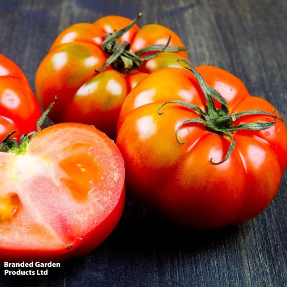 Tomato 'Marmande' - Organic Seeds