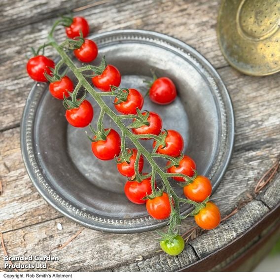 Tomato 'Meltaway' F1