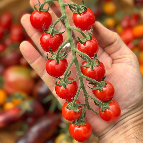 Tomato 'Meltaway' F1