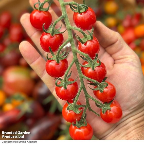 Tomato 'Meltaway' F1