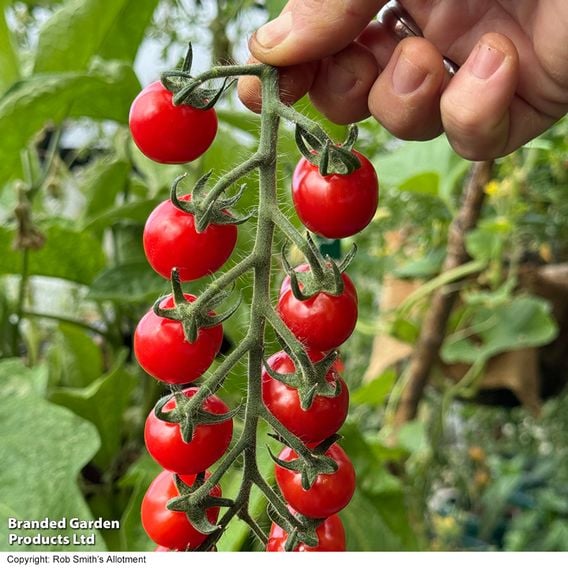 Tomato 'Meltaway' F1