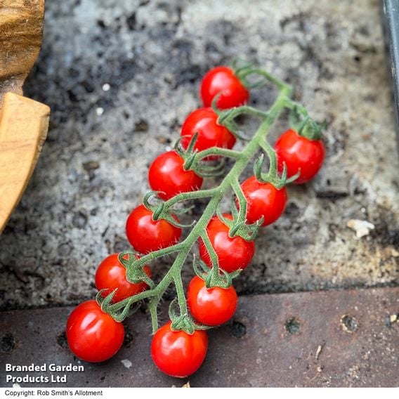 Tomato 'Meltaway' F1