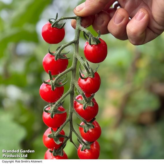 Tomato 'Meltaway' F1