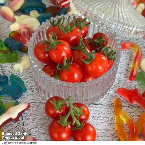 Tomato 'Meltaway' F1
