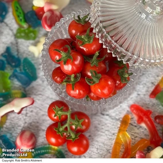 Tomato 'Meltaway' F1
