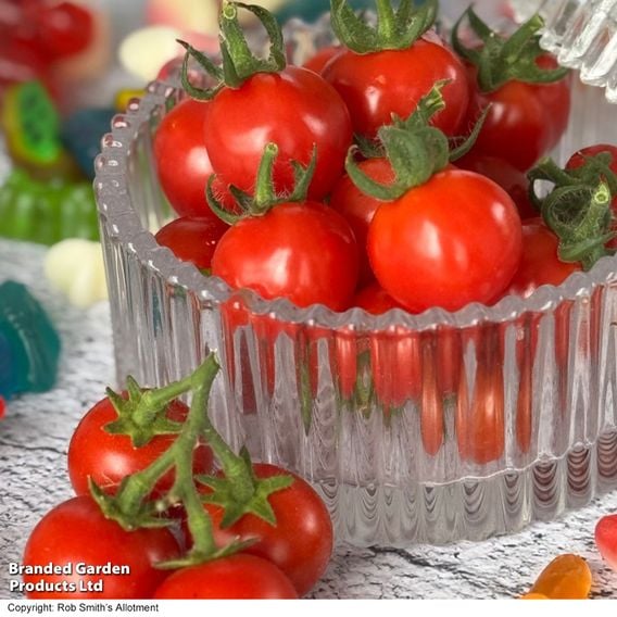 Tomato 'Meltaway' F1