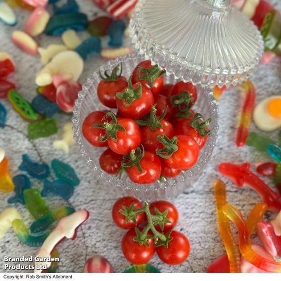Tomato 'Meltaway' F1