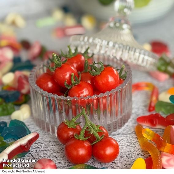 Tomato 'Meltaway' F1