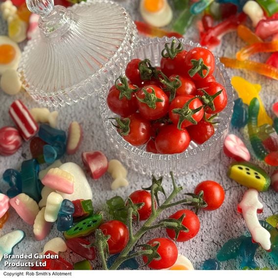 Tomato 'Meltaway' F1
