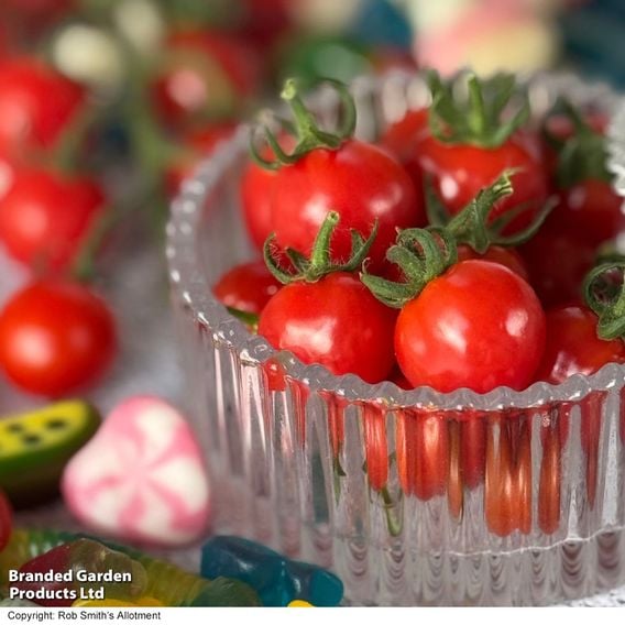 Tomato 'Meltaway' F1