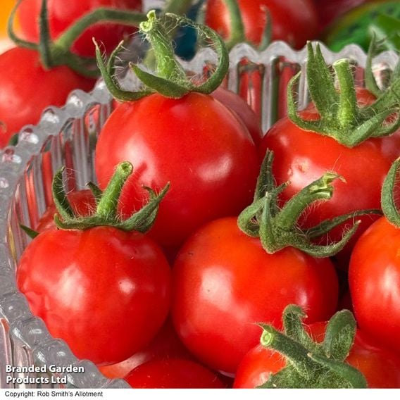 Tomato 'Meltaway' F1
