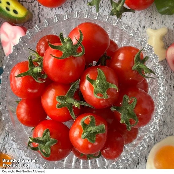 Tomato 'Meltaway' F1