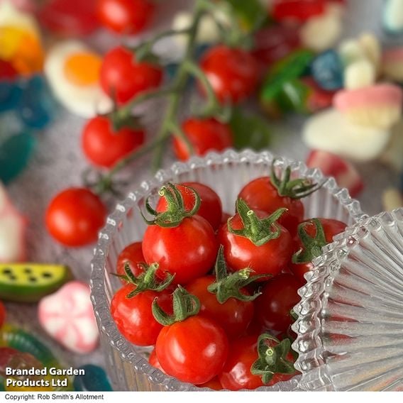 Tomato 'Meltaway' F1