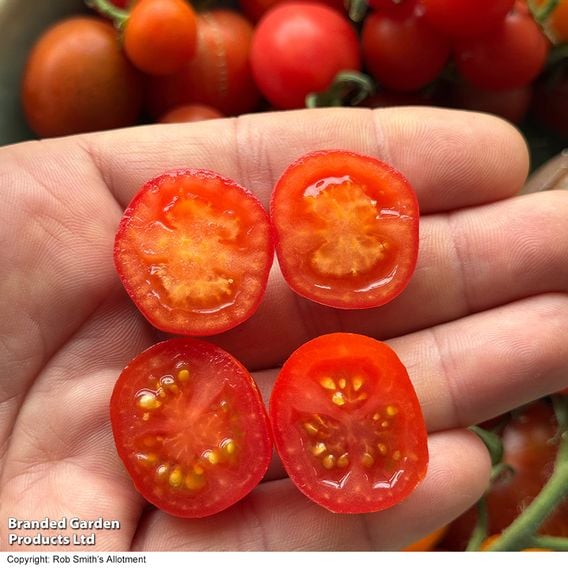 Tomato 'Meltaway' F1