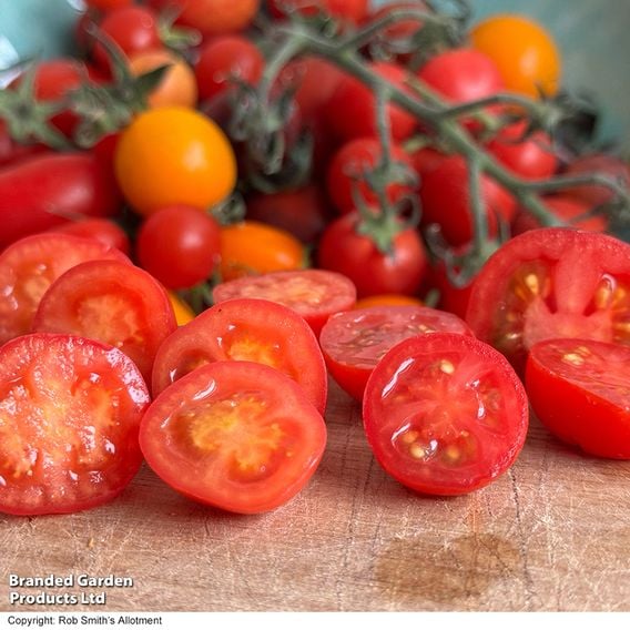 Tomato 'Meltaway' F1