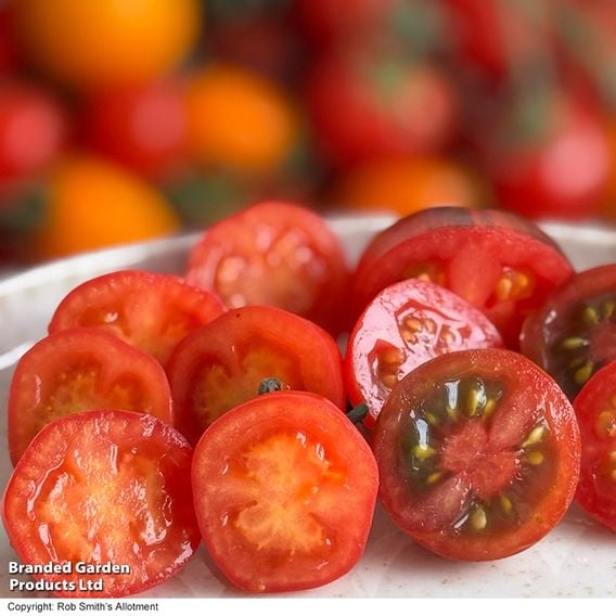 Tomato 'Meltaway' F1