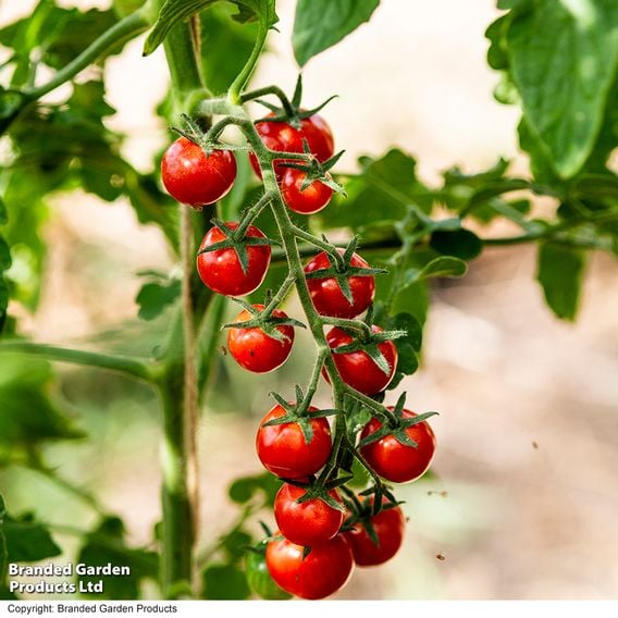 Tomato 'Meltaway' F1