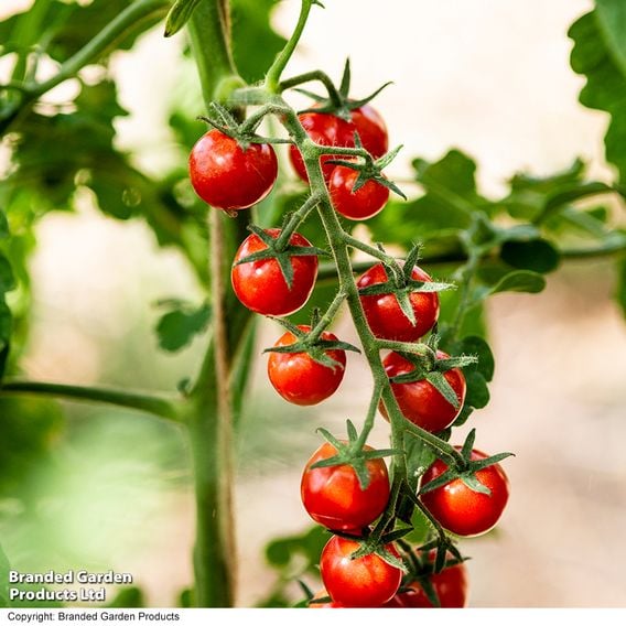 Tomato 'Meltaway' F1