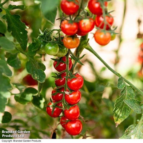 Tomato 'Meltaway' F1