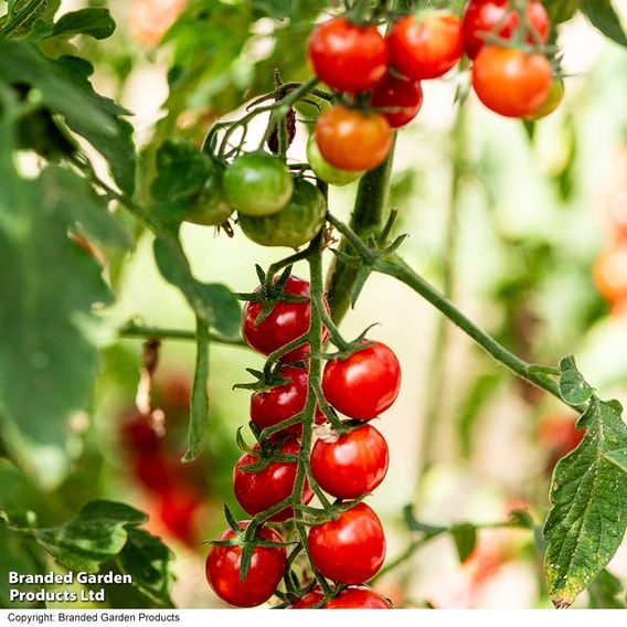 Tomato 'Meltaway' F1