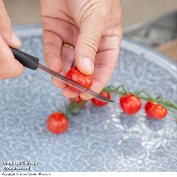 Tomato 'Meltaway' F1