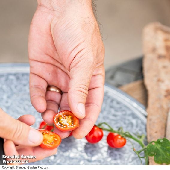 Tomato 'Meltaway' F1