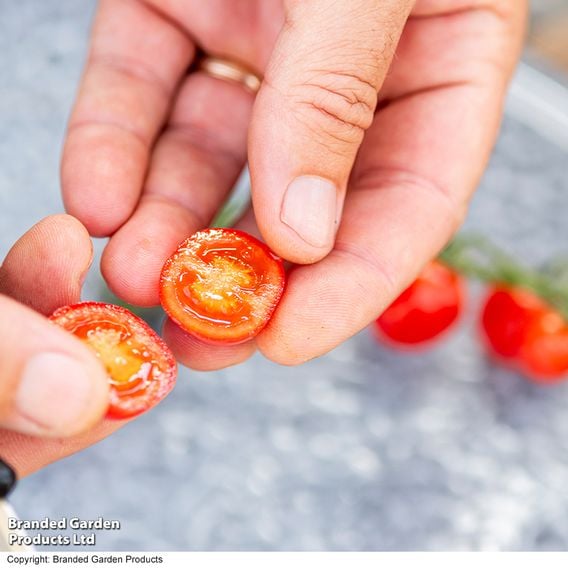 Tomato 'Meltaway' F1