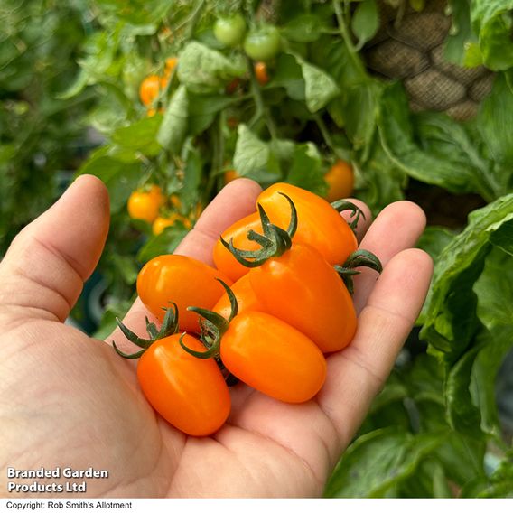 Tomato 'Mini Marzano Mix' F1 - Seeds