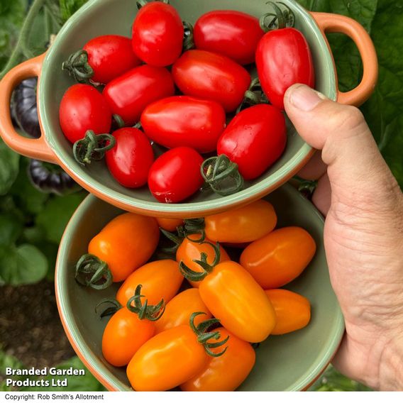 Tomato 'Mini Marzano Mix' F1 - Seeds