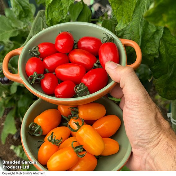 Tomato 'Mini Marzano Mix' F1 - Seeds
