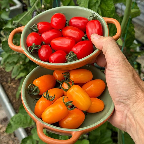 Tomato 'Mini Marzano Mix' F1 - Seeds