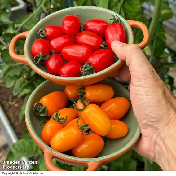 Tomato 'Mini Marzano Mix' F1 - Seeds