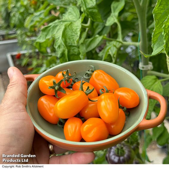 Tomato 'Mini Marzano Mix' F1 - Seeds
