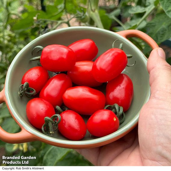 Tomato 'Mini Marzano Mix' F1 - Seeds