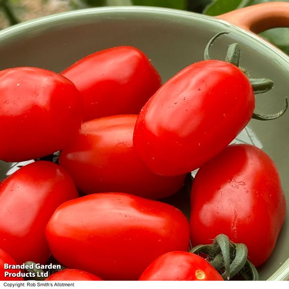 Tomato 'Mini Marzano Mix' F1 - Seeds