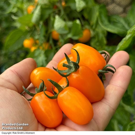 Tomato 'Mini Marzano Mix' F1 - Seeds