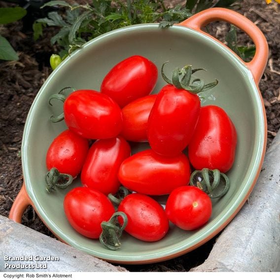 Tomato 'Mini Marzano Mix' F1 - Seeds