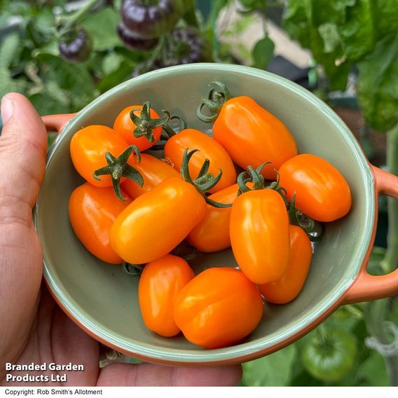 Tomato 'Mini Marzano Mix' F1 - Seeds
