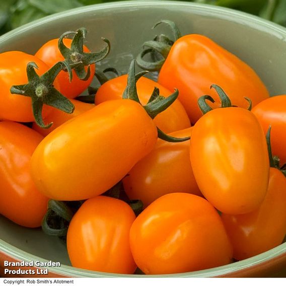Tomato 'Mini Marzano Mix' F1 - Seeds
