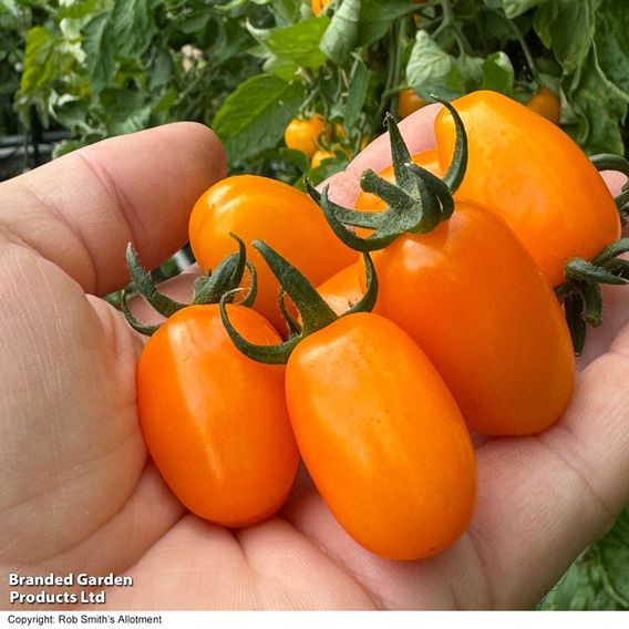 Tomato 'Mini Marzano Mix' F1 - Seeds