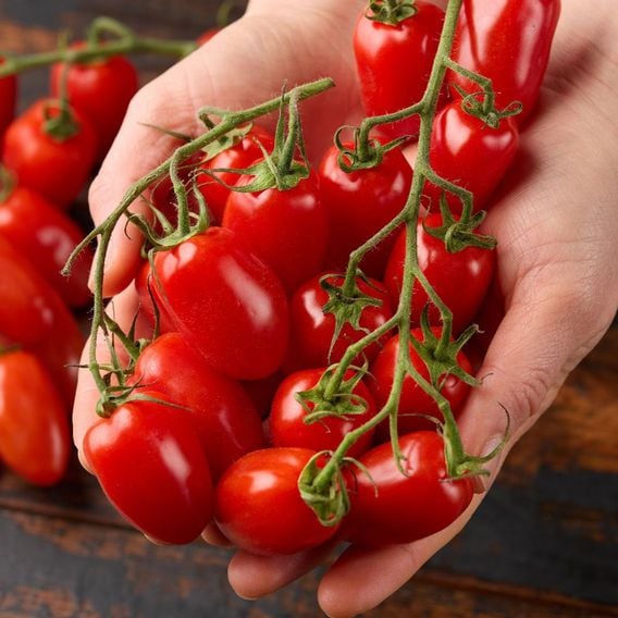 Tomato 'Ravello' F1 - Seeds