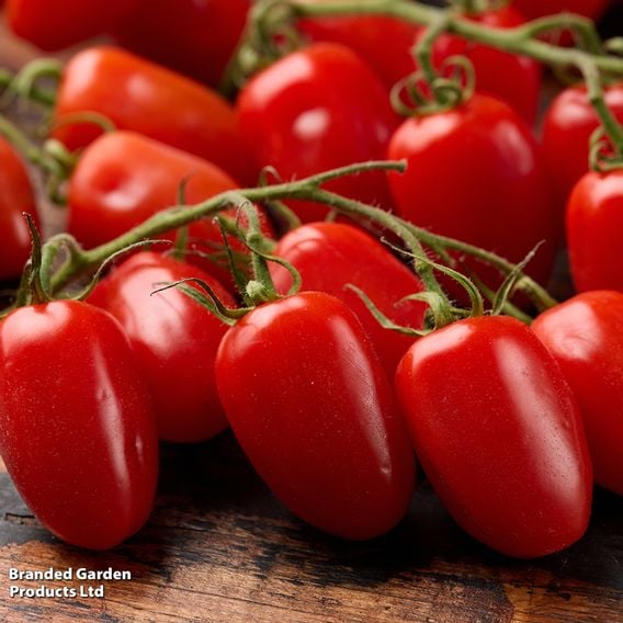 Tomato 'Mini San Marzano'