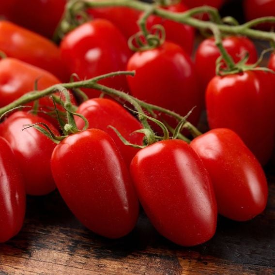 Tomato 'Ravello' F1 - Seeds