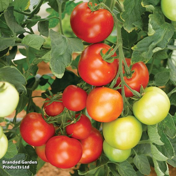 Tomato 'Moneymaker' - Organic Seeds