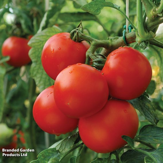 Tomato 'Moneymaker' - Organic Seeds