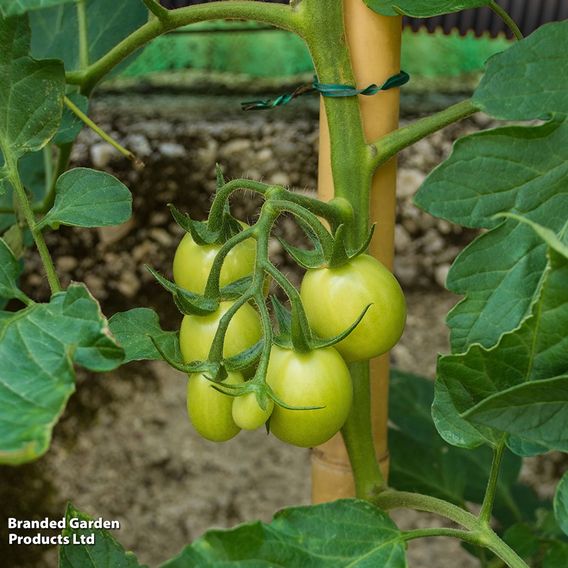 Tomato 'Moneymaker' - Organic Seeds