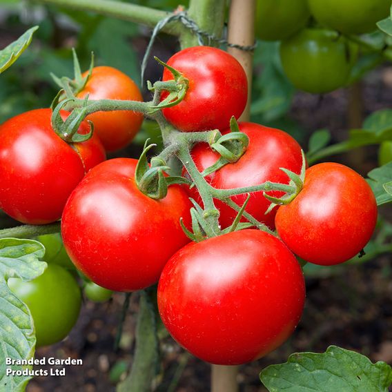 Tomato 'Moneymaker' - Organic Seeds