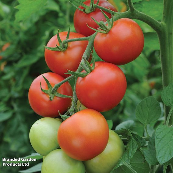 Tomato 'Moneymaker' - Organic Seeds