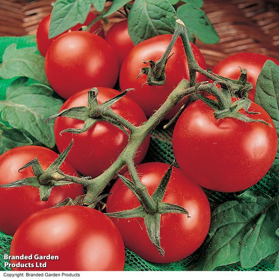Tomato 'Moneymaker' - Organic Seeds
